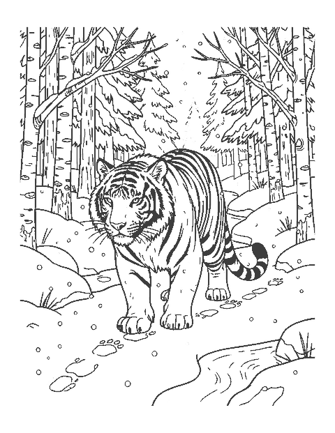 Line drawing of a Siberian tiger walking through deep snow in a pine and birch forest