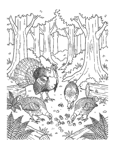Line drawing of a flock of wild turkeys feeding in a forest clearing