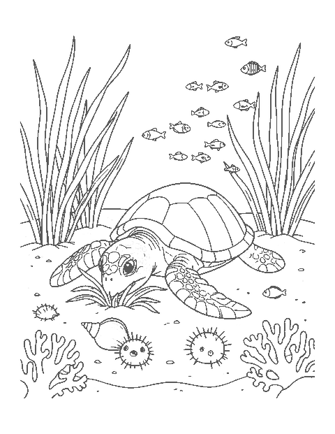 Line drawing of a green sea turtle eating seagrass on the sea floor with a conch shell and fish