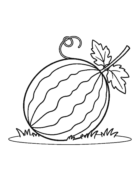 Line drawing of a whole striped watermelon with a curly vine and a leaf on the grass