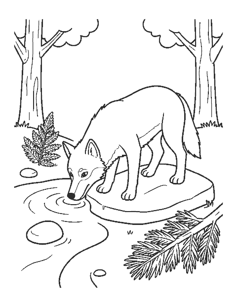 Line drawing of a gray wolf drinking from a forest stream beside stones and a fern