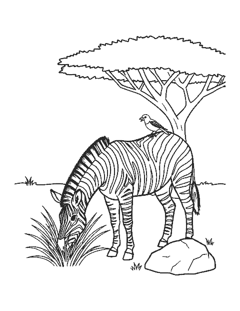 Line drawing of a zebra grazing beside an acacia with a small bird on its back